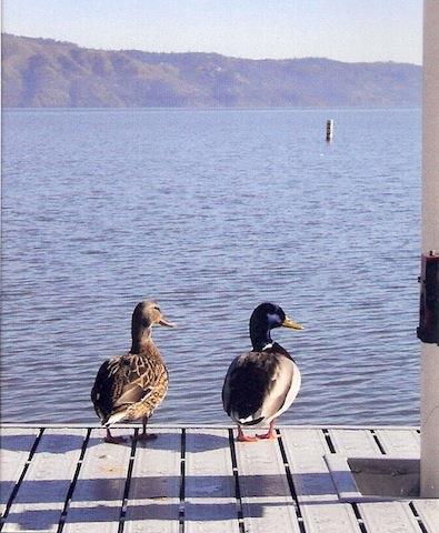 The Mallard House Inn Lakeport Facilities photo
